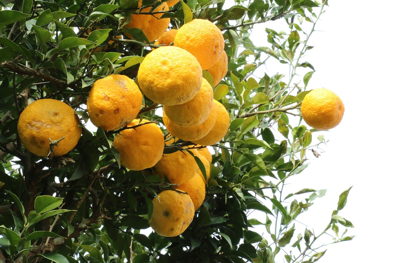 header_image